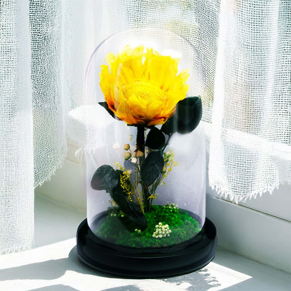 ひまわり　ドーム